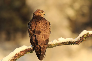 Common buzzard (Buteo buteo)