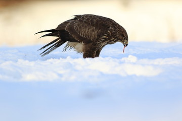 Common Buzard (Buteo Buteo) on snow
