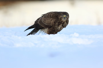 Common Buzard (Buteo Buteo) on snow