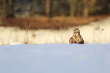 Buteo Lagopus. The Rough-Legged Buzzard on snow