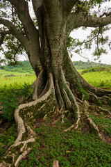 Figueira Branca IMG_8547