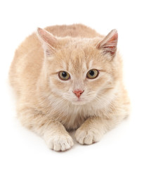 Beautiful cute cat.