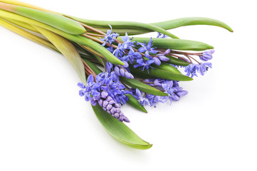 Obraz premium Bukiet z wiesiołka niebieskiego.