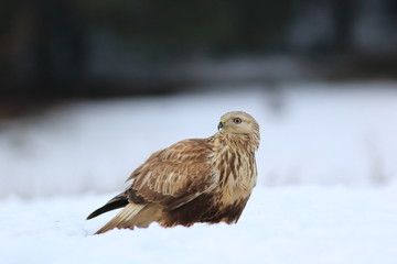 Buteo Lagopus. The Rough-Legged Buzzard on snow