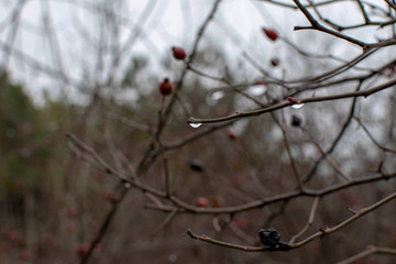Plant in Bulgarian winter