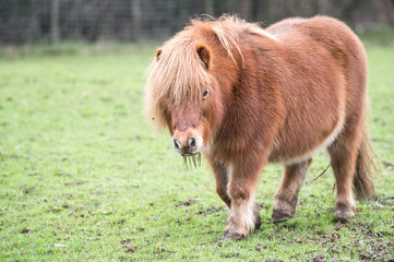 Fototapeta premium little horse in the field