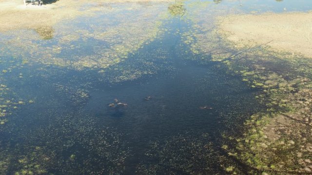 Wildlife aerial Okavango Delta Botswana Africa