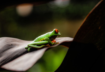 RANA VERDE OJOS ROJOS 14
