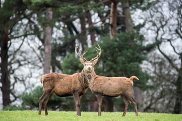 two deer in the forest that seems one 