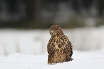 Common Buzard (Buteo Buteo) on snow