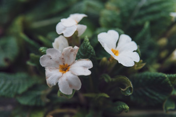 small white flowers with leaves