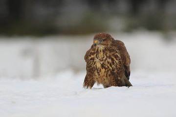 Common Buzard (Buteo Buteo) on snow