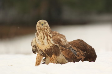Buteo Lagopus. The Rough-Legged Buzzard on snow