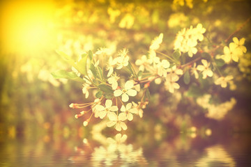 Obraz na płótnie Canvas blooming white cherry at sunset cherry branch near the water reflection rays of light Golden color