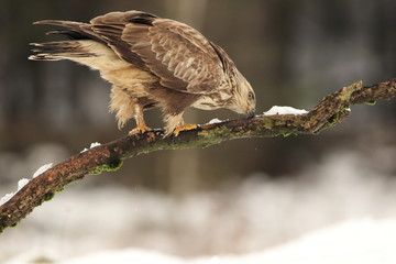 Buteo Lagopus. The Rough-Legged Buzzard on snow