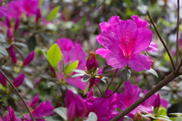 Obraz premium Pink Azalea flowers in Spring