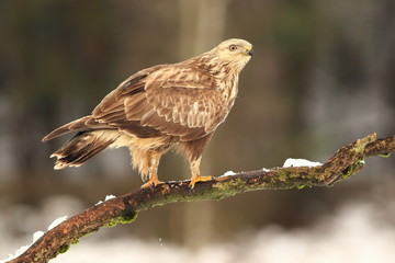 Buteo Lagopus. The Rough-Legged Buzzard on snow
