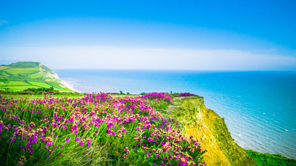 English holiday hilly countryside with purple flowers by English Channel / Sea. Golden Cap on jurassic coast in Dorset, UK. Photo with selective focus. - obrazy, fototapety, plakaty