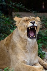 Löwin Zähne zeigen