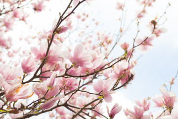 Closeup of magnolia tree blossom with blurred background and warm sunshine