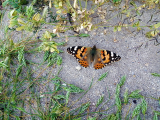 Beautiful Admiral Butterfly On Sandy Ground