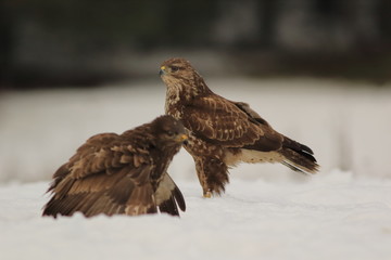 Common Buzard (Buteo Buteo) on snow