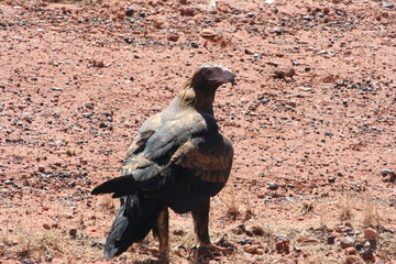 Eagle in Australia