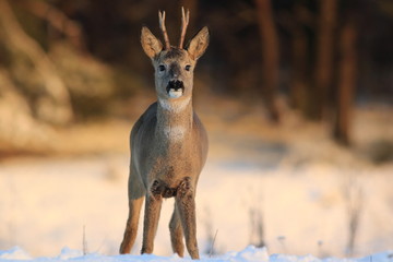 European Roe Deer (Capreolus Capreolus) on snow