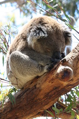 Koala in a tree in Australia
