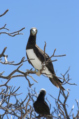 bird in tree against a blue sky