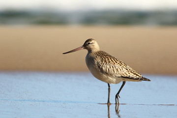 The bar-tailed godwit (Limosa lapponica) on sand.