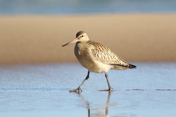 The bar-tailed godwit (Limosa lapponica) on sand.
