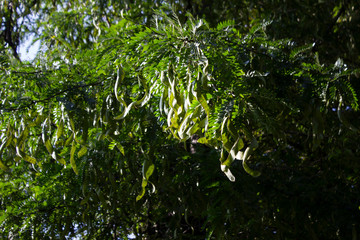 Albizia Lankaran - leaves and pods of acacia, a species of trees of the genus Albizia of the Legume family