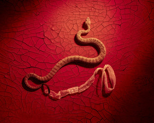 A diamond back rattlesnake sheds its skin on a red cracked clay background