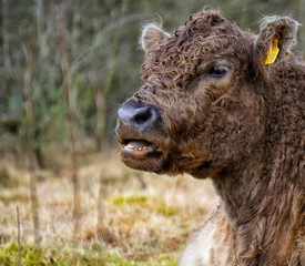 Fototapeta premium Galoway