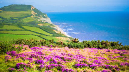 English holiday hilly countryside with purple flowers by English Channel / Sea. Golden Cap on jurassic coast in Dorset, UK. Photo with selective focus. - obrazy, fototapety, plakaty