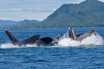 Fototapeta premium humpback whale in the sea