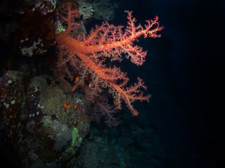 Fototapeta na wymiar Soft coral, Red Sea, Egypt