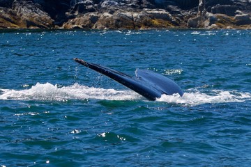 humpback whale tail