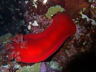 Spanish dancer, Hexabranchus sanguineus, Fury Shoal, Red Sea, Egypt © bayazed