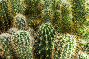 Cactus plant leaves pattern. Green leaves. Natural background