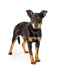 Doberman Pinscher Mixed Breed Dog Standing Isolated
