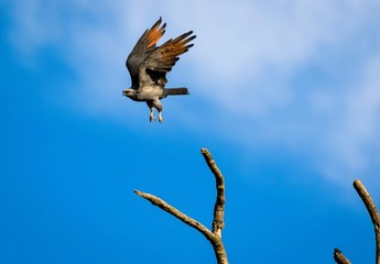 Falcon