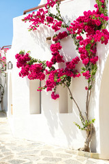 Red bougainvillea on a white wall in Greece