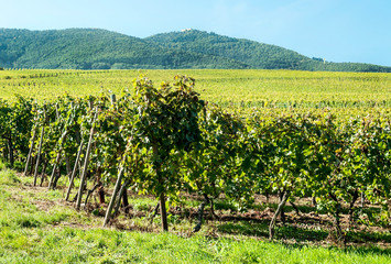 Fototapeta na wymiar Vineyards in Alsace in northern France on a sunny day