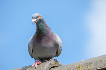 A portrait of a racing pigeon against the blue sky as a background
