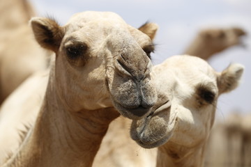 Fototapeta premium Close up of camels