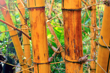 Bamboo trunk in the garden.