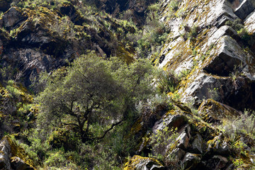 Detail of Andean forest on a slope in rocky outcrop, registered in Miraflores, Huancayo.