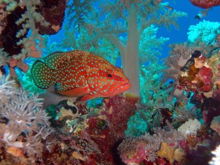 Naklejka na ściany i meble Coral hind, Abu Fandera reef, Red Sea, Egypt